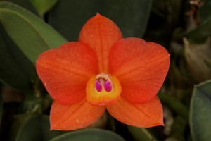 Cattleya cernua Diamond Orchids HCC 77 pts.